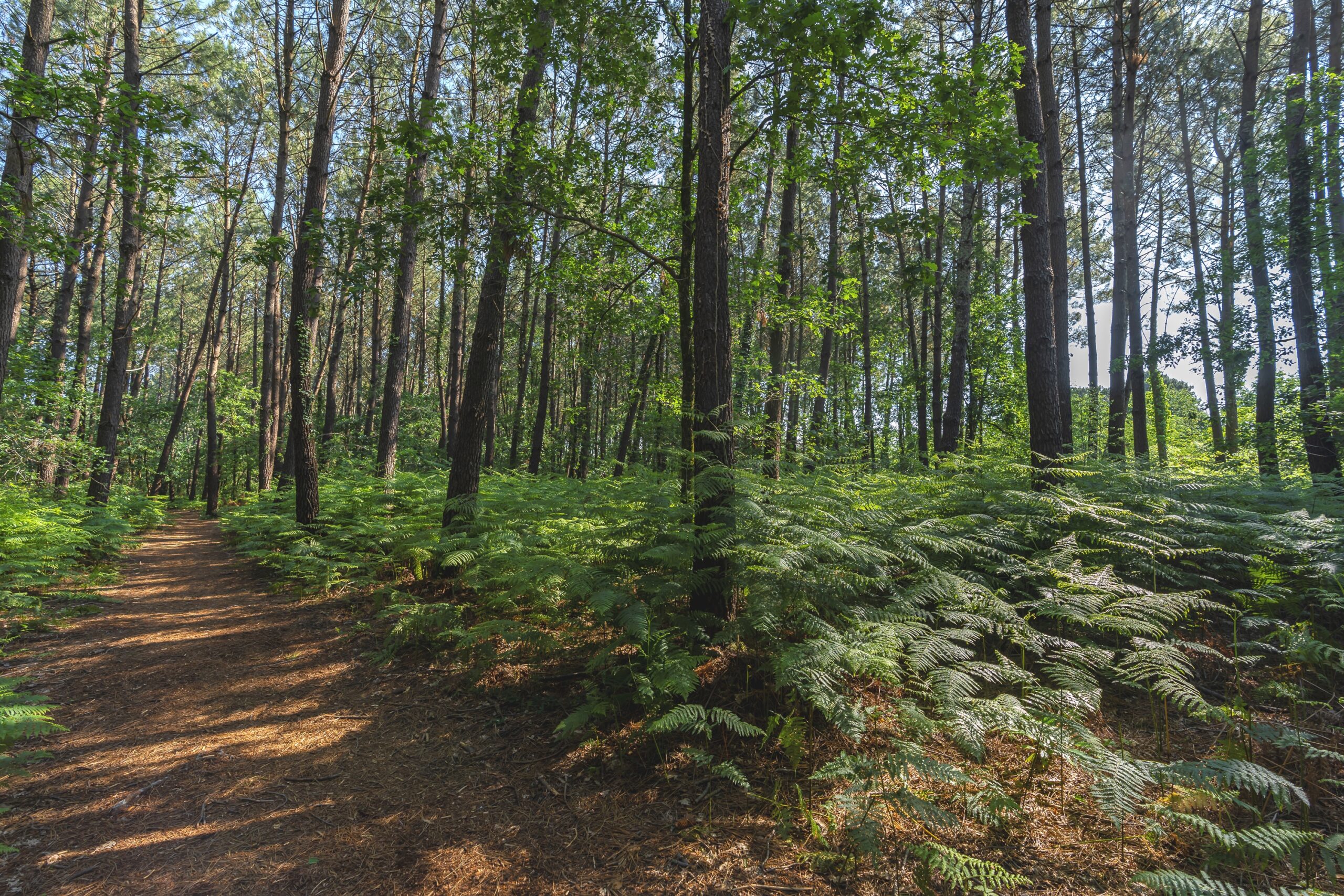 La forêt La forêt