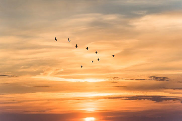 Oiseaux migrateurs - Actu Migratlane - Radar à la déchèterie de Lège-Cap Ferret sur le territoire de la COBAN